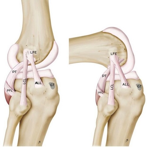 Knee Ligaments