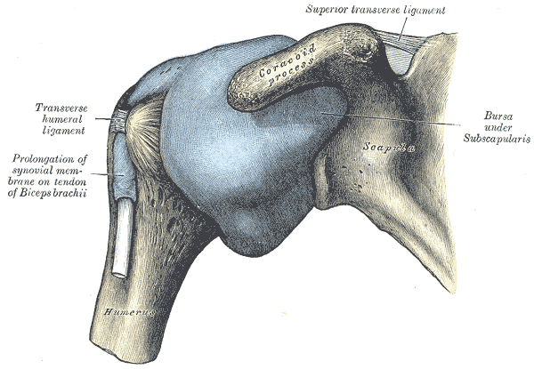 shoulder blade pain